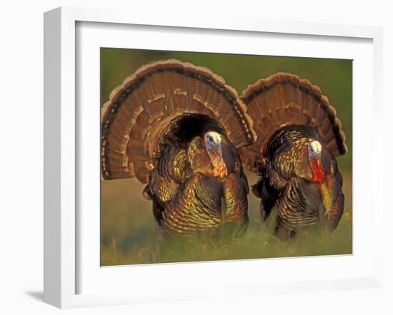 Wild Turkey Males Displaying, Texas, USA-Rolf Nussbaumer-Framed Photographic Print