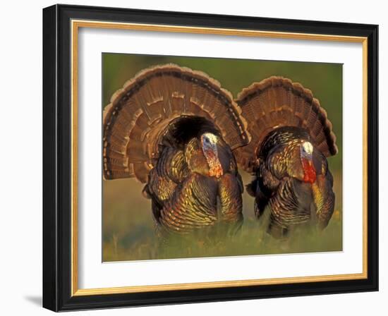 Wild Turkey Males Displaying, Texas, USA-Rolf Nussbaumer-Framed Photographic Print