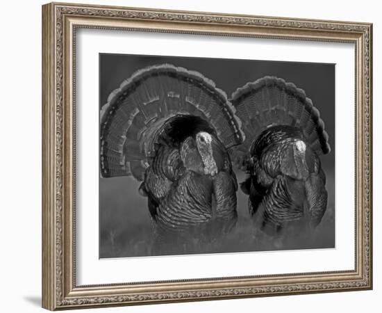 Wild Turkey Males Displaying, Texas, USA-Rolf Nussbaumer-Framed Photographic Print