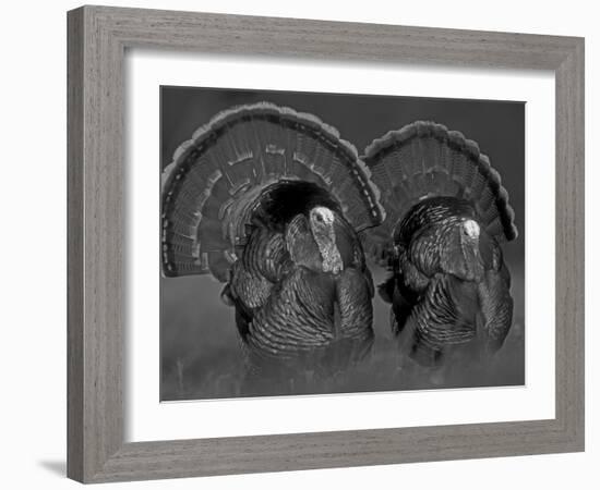 Wild Turkey Males Displaying, Texas, USA-Rolf Nussbaumer-Framed Photographic Print