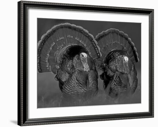 Wild Turkey Males Displaying, Texas, USA-Rolf Nussbaumer-Framed Photographic Print