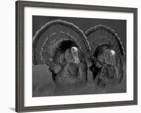 Wild Turkey Males Displaying, Texas, USA-Rolf Nussbaumer-Framed Photographic Print