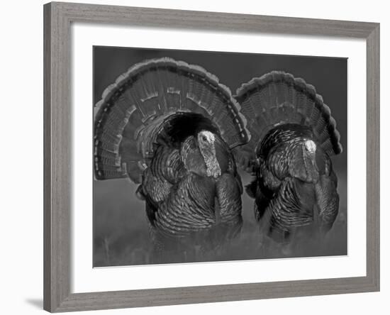 Wild Turkey Males Displaying, Texas, USA-Rolf Nussbaumer-Framed Photographic Print