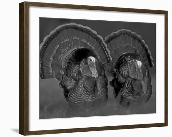 Wild Turkey Males Displaying, Texas, USA-Rolf Nussbaumer-Framed Photographic Print