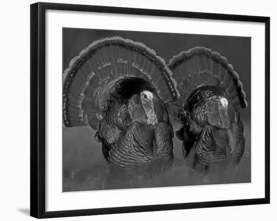 Wild Turkey Males Displaying, Texas, USA-Rolf Nussbaumer-Framed Photographic Print