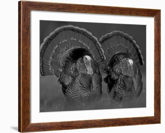 Wild Turkey Males Displaying, Texas, USA-Rolf Nussbaumer-Framed Photographic Print