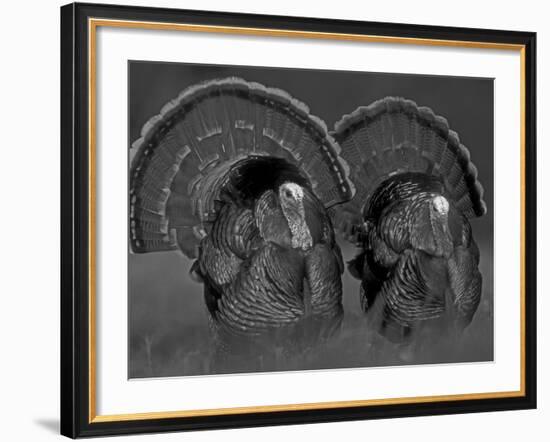 Wild Turkey Males Displaying, Texas, USA-Rolf Nussbaumer-Framed Photographic Print