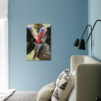 Wild Turkey Meleagris Gallopavo Male Strutting Texas Usa Photographic Print Larry Ditto Art Com