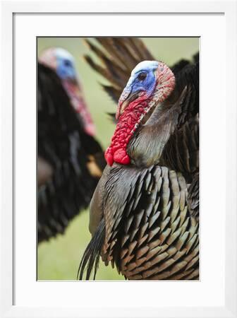 Wild Turkey Meleagris Gallopavo Male Strutting Texas Usa Photographic Print Larry Ditto Art Com
