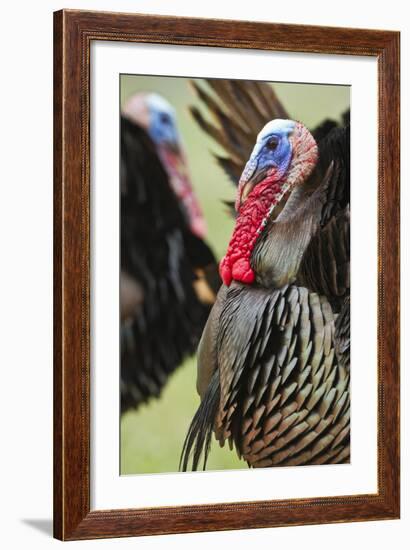 Wild Turkey (Meleagris Gallopavo) Male Strutting, Texas, USA-Larry Ditto-Framed Photographic Print