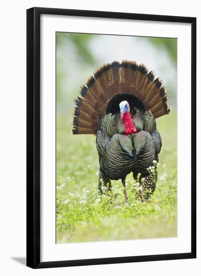 Wild Turkey (Meleagris Gallopavo) Male Strutting, Texas, USA-Larry Ditto-Framed Photographic Print