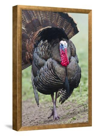 Wild Turkey Meleagris Gallopavo Male Strutting Texas Usa Photographic Print Larry Ditto Art Com