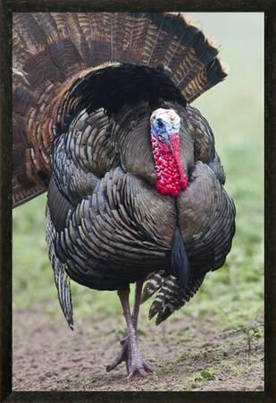 Wild Turkey Meleagris Gallopavo Male Strutting Texas Usa Photographic Print Larry Ditto Art Com