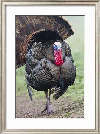 Wild Turkey Meleagris Gallopavo Male Strutting Texas Usa Photographic Print Larry Ditto Art Com