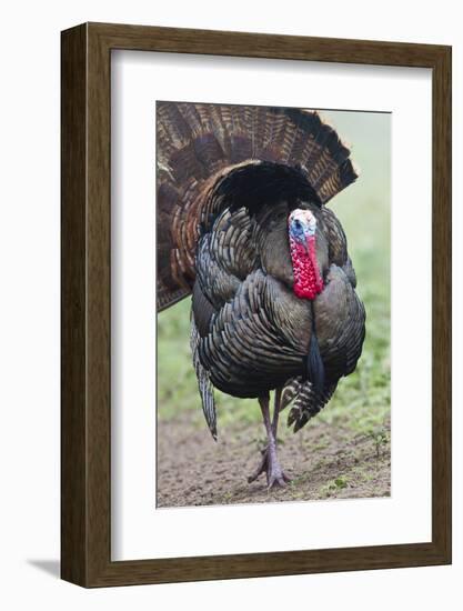 Wild Turkey (Meleagris Gallopavo) Male Strutting, Texas, USA-Larry Ditto-Framed Photographic Print