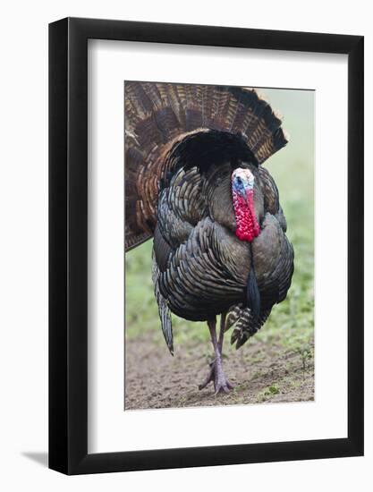 Wild Turkey (Meleagris Gallopavo) Male Strutting, Texas, USA-Larry Ditto-Framed Photographic Print