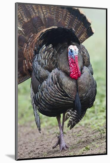 Wild Turkey (Meleagris Gallopavo) Male Strutting, Texas, USA-Larry Ditto-Mounted Photographic Print