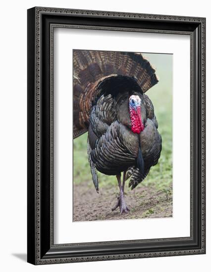 Wild Turkey (Meleagris Gallopavo) Male Strutting, Texas, USA-Larry Ditto-Framed Photographic Print