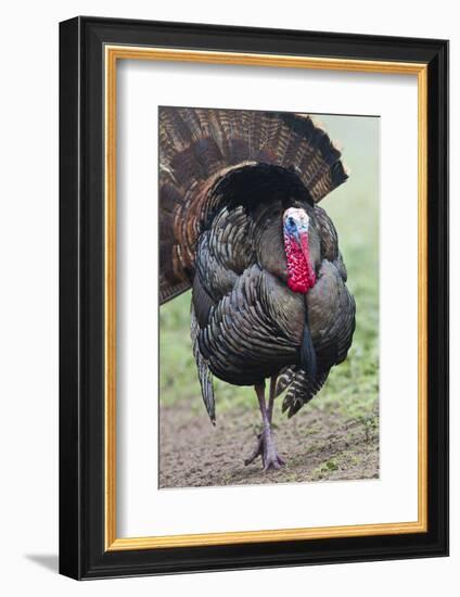 Wild Turkey (Meleagris Gallopavo) Male Strutting, Texas, USA-Larry Ditto-Framed Photographic Print