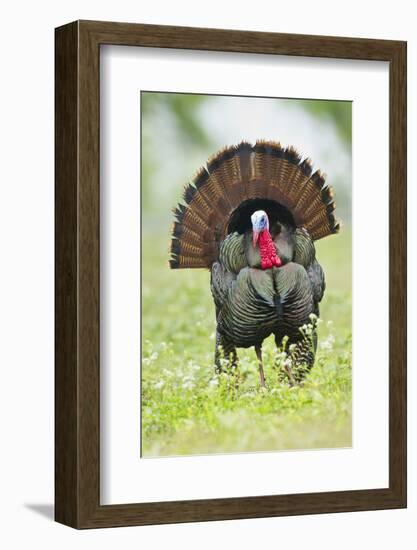 Wild Turkey (Meleagris Gallopavo) Male Strutting, Texas, USA-Larry Ditto-Framed Photographic Print