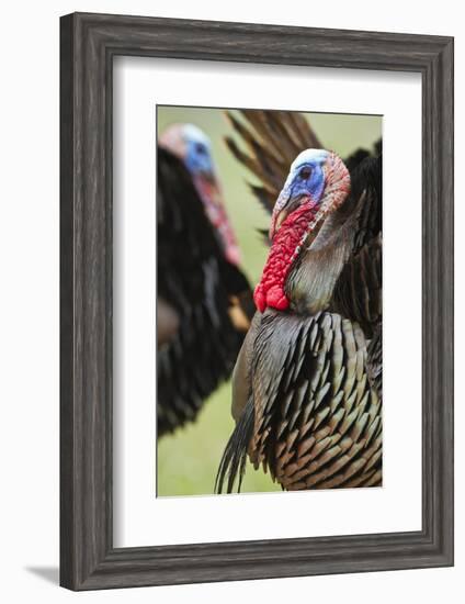 Wild Turkey (Meleagris Gallopavo) Male Strutting, Texas, USA-Larry Ditto-Framed Photographic Print