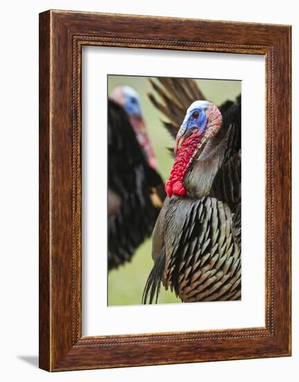 Wild Turkey (Meleagris Gallopavo) Male Strutting, Texas, USA-Larry Ditto-Framed Photographic Print