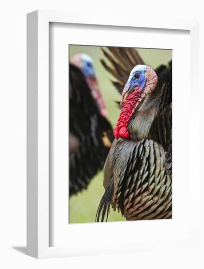 Wild Turkey (Meleagris Gallopavo) Male Strutting, Texas, USA-Larry Ditto-Framed Photographic Print