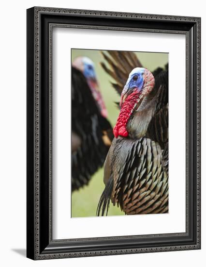 Wild Turkey (Meleagris Gallopavo) Male Strutting, Texas, USA-Larry Ditto-Framed Photographic Print