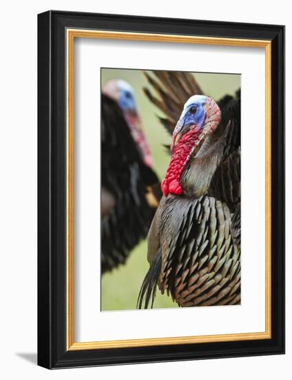 Wild Turkey (Meleagris Gallopavo) Male Strutting, Texas, USA-Larry Ditto-Framed Photographic Print