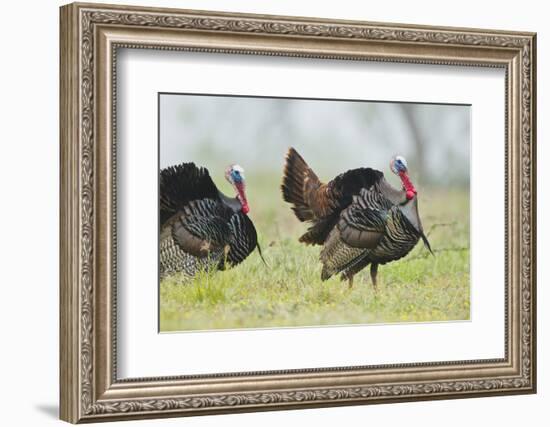 Wild Turkey (Meleagris Gallopavo) Male Strutting, Texas, USA-Larry Ditto-Framed Photographic Print