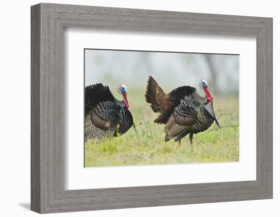 Wild Turkey (Meleagris Gallopavo) Male Strutting, Texas, USA-Larry Ditto-Framed Photographic Print