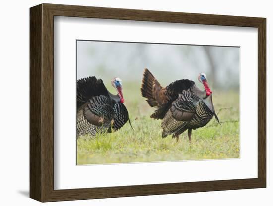 Wild Turkey (Meleagris Gallopavo) Male Strutting, Texas, USA-Larry Ditto-Framed Photographic Print