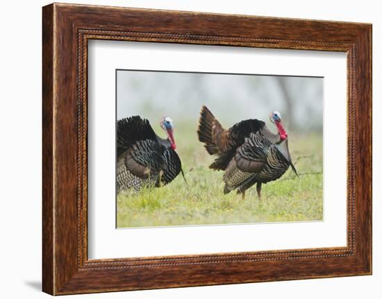 Wild Turkey (Meleagris Gallopavo) Male Strutting, Texas, USA-Larry Ditto-Framed Photographic Print