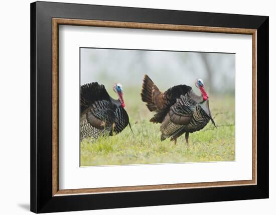 Wild Turkey (Meleagris Gallopavo) Male Strutting, Texas, USA-Larry Ditto-Framed Photographic Print