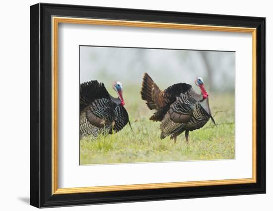 Wild Turkey (Meleagris Gallopavo) Male Strutting, Texas, USA-Larry Ditto-Framed Photographic Print