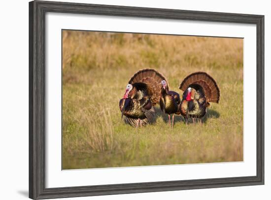 Wild Turkey (Meleagris Gallopavo) Males Strutting-Larry Ditto-Framed Photographic Print