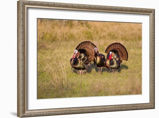 Wild Turkey (Meleagris Gallopavo) Males Strutting-Larry Ditto-Framed Photographic Print