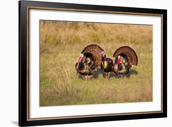 Wild Turkey (Meleagris Gallopavo) Males Strutting-Larry Ditto-Framed Photographic Print