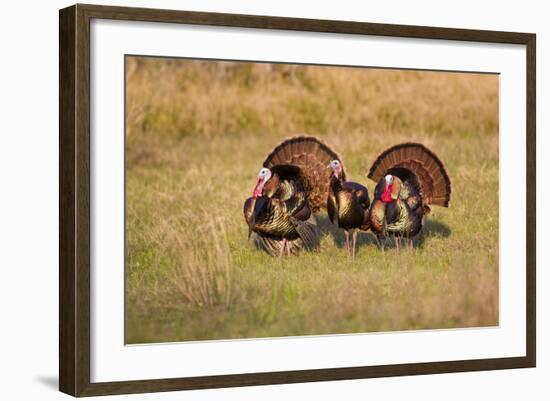 Wild Turkey (Meleagris Gallopavo) Males Strutting-Larry Ditto-Framed Photographic Print