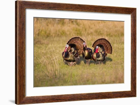 Wild Turkey (Meleagris Gallopavo) Males Strutting-Larry Ditto-Framed Photographic Print