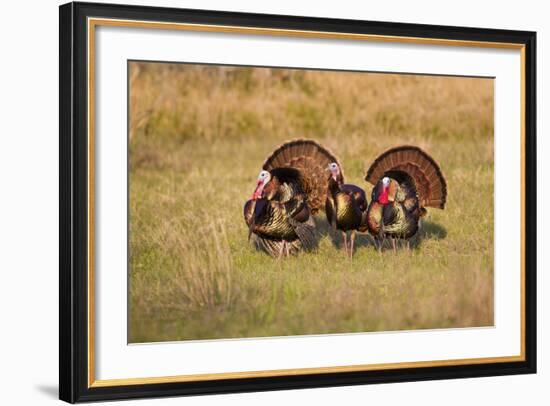 Wild Turkey (Meleagris Gallopavo) Males Strutting-Larry Ditto-Framed Photographic Print