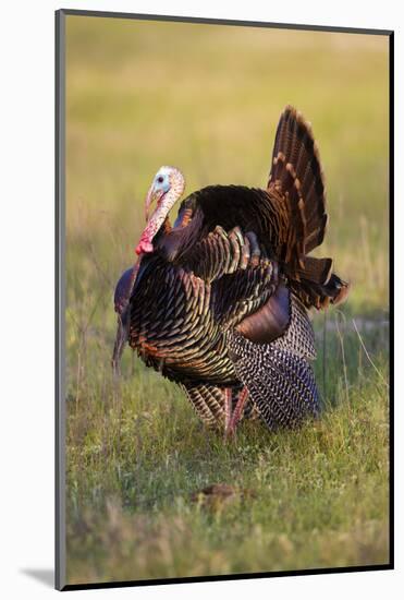 Wild Turkey (Meleagris Gallopavo) Males Strutting-Larry Ditto-Mounted Photographic Print