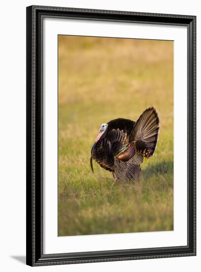 Wild Turkey (Meleagris Gallopavo) Males Strutting-Larry Ditto-Framed Photographic Print