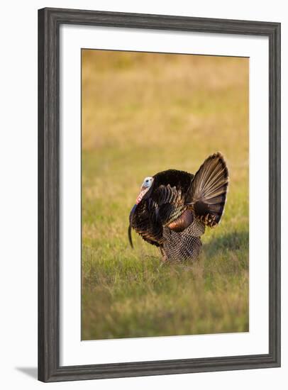 Wild Turkey (Meleagris Gallopavo) Males Strutting-Larry Ditto-Framed Photographic Print