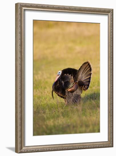 Wild Turkey (Meleagris Gallopavo) Males Strutting-Larry Ditto-Framed Photographic Print