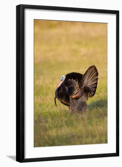 Wild Turkey (Meleagris Gallopavo) Males Strutting-Larry Ditto-Framed Photographic Print