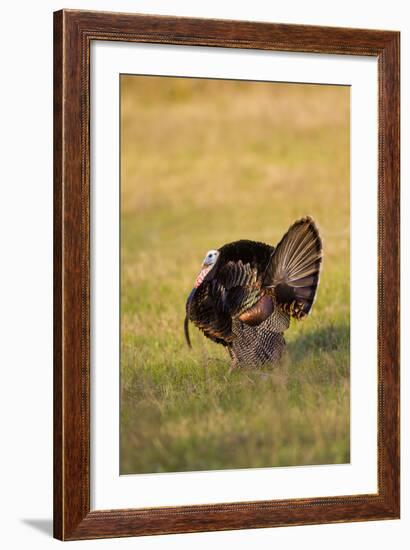 Wild Turkey (Meleagris Gallopavo) Males Strutting-Larry Ditto-Framed Photographic Print