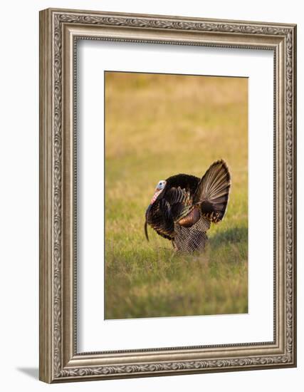 Wild Turkey (Meleagris Gallopavo) Males Strutting-Larry Ditto-Framed Photographic Print