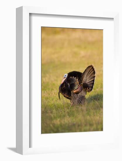 Wild Turkey (Meleagris Gallopavo) Males Strutting-Larry Ditto-Framed Photographic Print