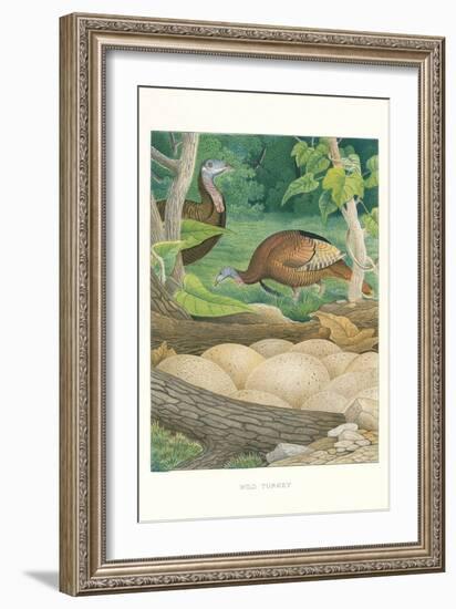 Wild Turkey Nest and Eggs-null-Framed Art Print